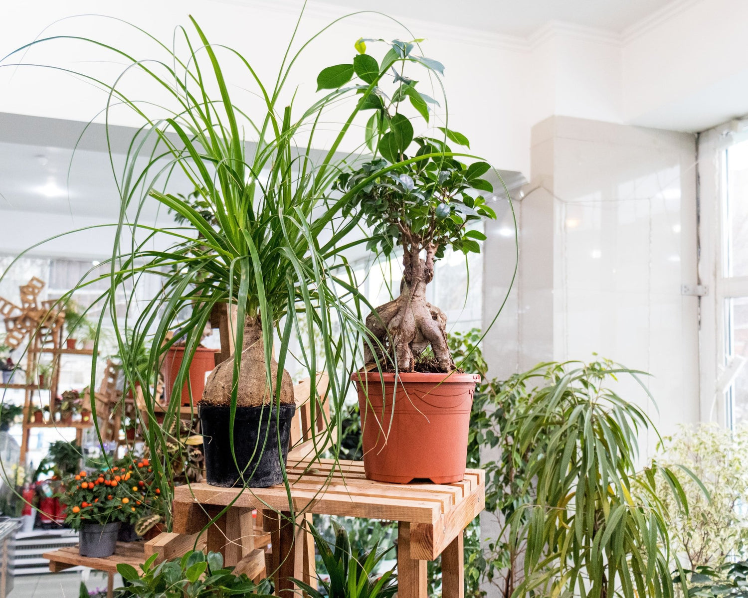 Health & Home - The Epicurean Trader