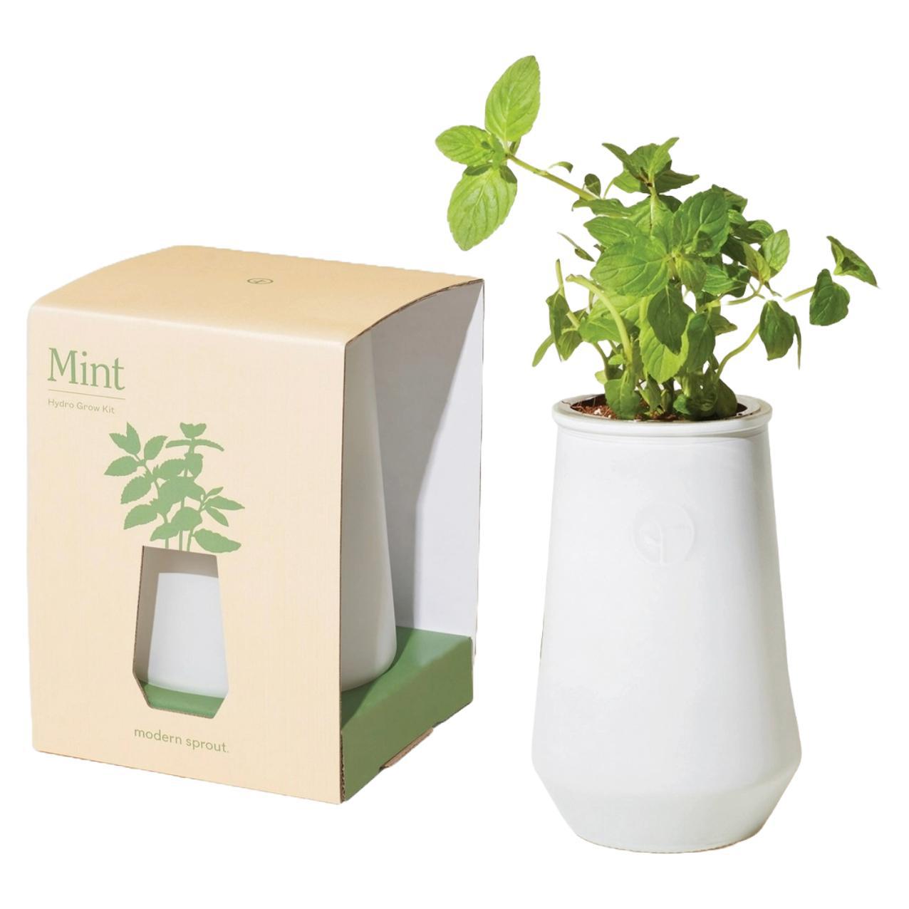 Modern Sprout - 'Mint' Tapered Tumbler Self Watering Hydro Grow Kit.