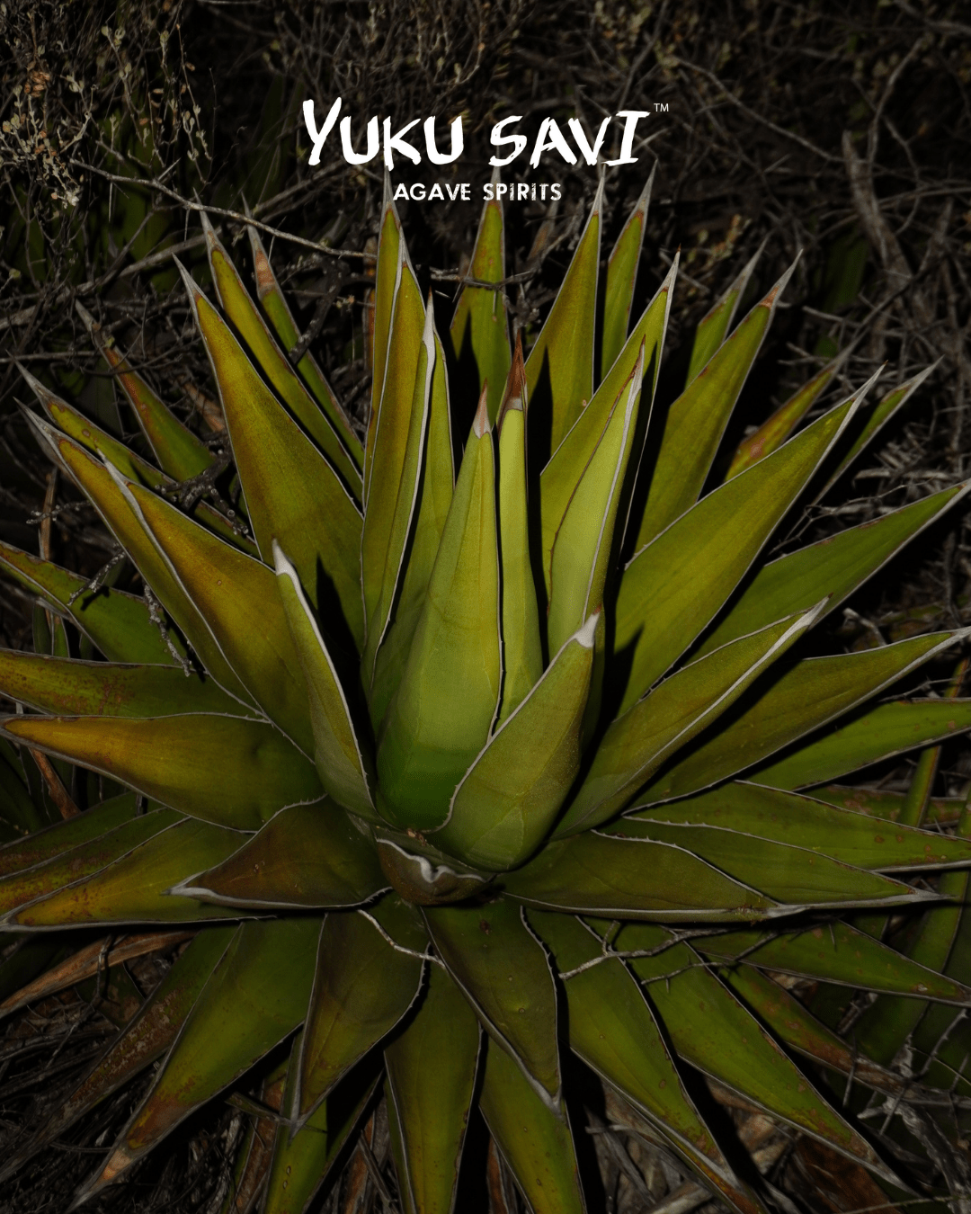 Yuku Savi - 'Jabali' Mezcal (Jabali | 750ML).